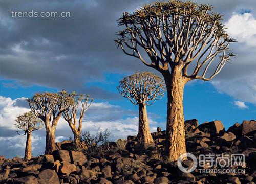 ϷǿɳĮļ(Quiver Trees)