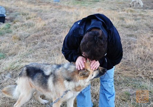Treat the huskies, local people like to treat a child