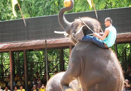 And the elephant dance