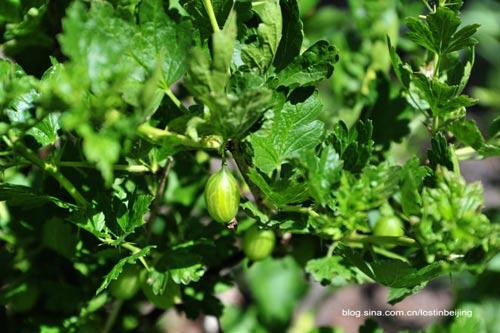 The garden plants, may be derived from the era of miss Potter.