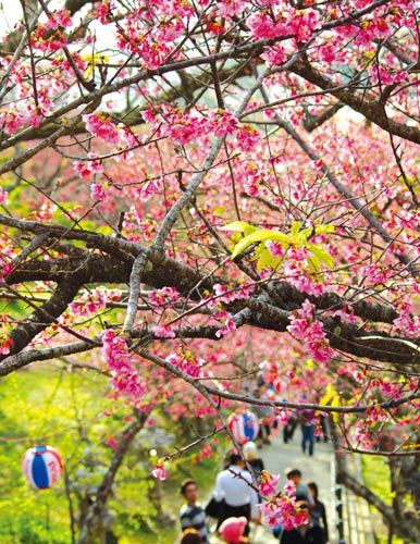 Okinawa Sakura flowers all over the sky in spring.