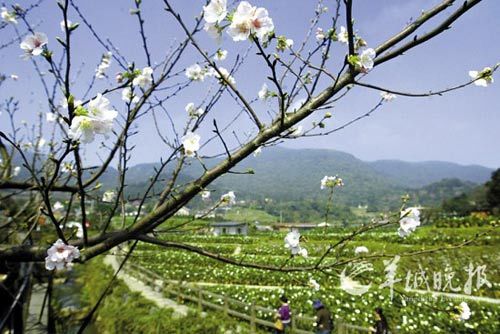 Yangmingshan Bamboo Lake cherry blossoms have opened, constitute a beautiful picture and taro fields.