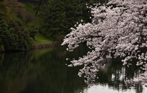 The Imperial Palace moat of cherry blossoms.