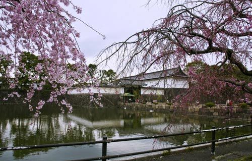 Tokyo Imperial Palace moat Sakura reflecting surface