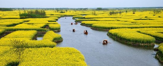千岛菜花风景区 感受中国最美油菜花海