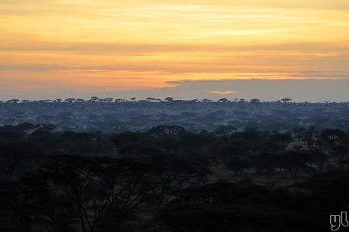 Tanzania prairie morning