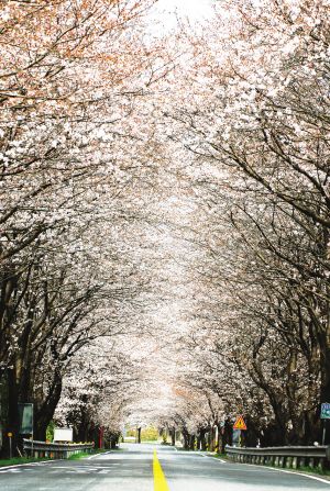 South Korea in April, when most flowers overflowing.