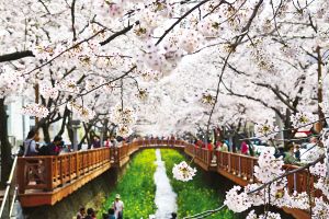 Spring is the cherry blossom ocean