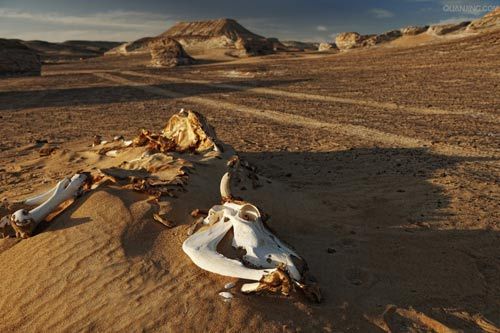 猎奇非洲无垠沙漠 四个故事四段奇遇