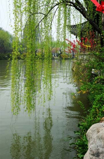 朵朵杏花枝满头,  儿童湖边嬉戏水,  杨柳发丝绿成荫