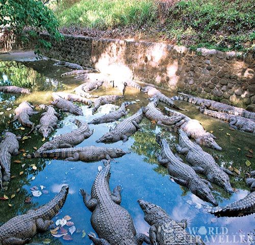 Don't see a crocodile always lazily dumb as a wooden chicken, once to attack prey but as fast as lightning.