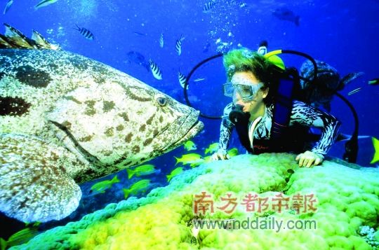 潜伏在大堡礁海底 来到大堡礁,潜水或不潜水基本是个伪命题,因为海底的诱惑太大了,大家只有听命于大自然的召唤,潜入海底。其实,不用怕不会潜水、不会游泳,不愿意背着沉重氧气瓶而深潜的游客,大可以选择浮潜,还可以选择海底漫步。游客只要穿上海底战袍,带上海底漫步的头盔,就可以直接进入海底开始悠闲散步了,无需任何的技术含量,当你双脚踏在那柔软的海床时候,身边的珊瑚,叫不出名字的鱼群,一直环绕着你,仿佛当你是海外来宾的宠物一样环绕着你,此时的你会备感荣幸,好歹也当了一回嘉宾了。 潜伏在动