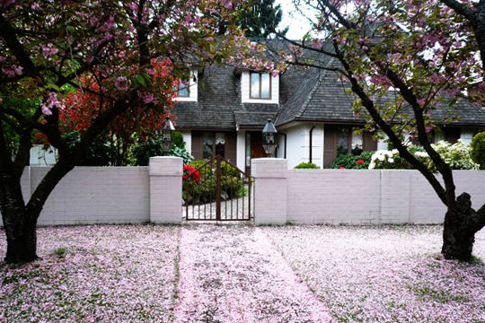 Fallen petals lie in profusion. Sina blogger Ye Maozhong / Canada spring.