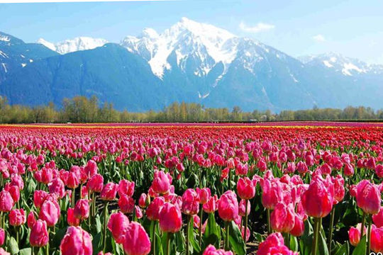 The snow-capped mountains silhouetted against the tulip flower field, target volume. Sina blogger worms fly / photograph