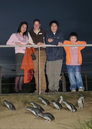 The family of all Philip Island Penguin