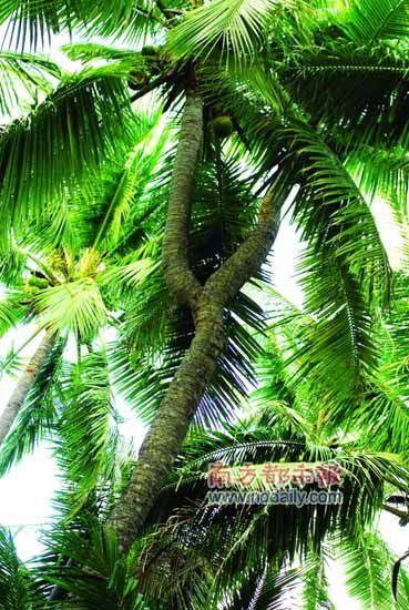 难得一见的分杈椰树。CFP供图