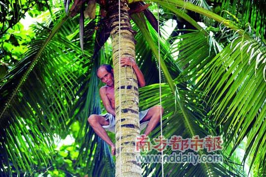 当地人徒手攀爬椰子树。CFP供图