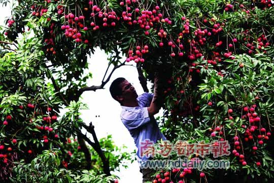 一到六月，深圳许多地方的荔枝就成熟了。南都记者 郭现中 摄。