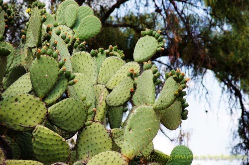 Cactus and a symbol of the symbol of Mexico