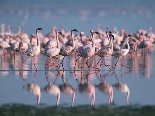 Kenya lake system (photograph: Roy Toft, National Geographic)