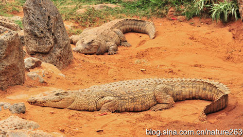 The crocodile is most like on the sun to warm up the blood