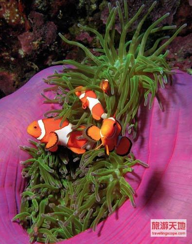 The clown fish swimming freely