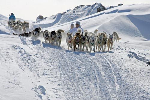 Dog sled