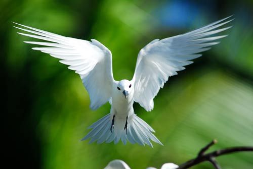 Ÿ(Fairy-Tern)