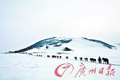 羊群、牛群、马群在大雪覆盖的草原上移动。