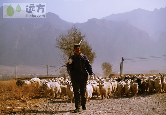 上苏庄放羊的村民 作者：落日