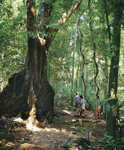 Sina travel pictures: tropical rain forest source: Queensland Tourism Bureau