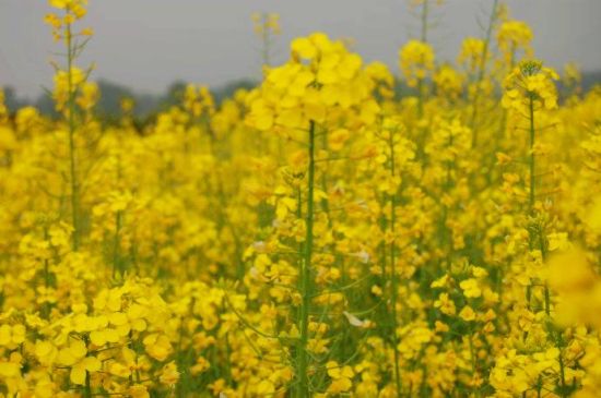 新津梨油菜花