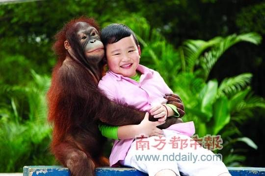 黄猩猩四毛与小朋友热情相拥。
