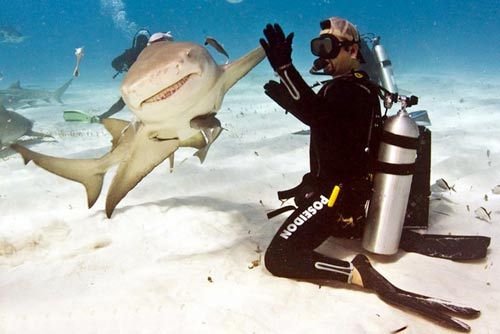 The shark and diver clap regards smile