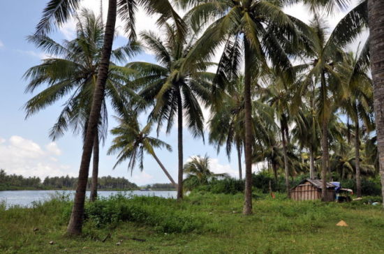 新浪旅游配图：满眼都是椰子树 摄影：王立敏
