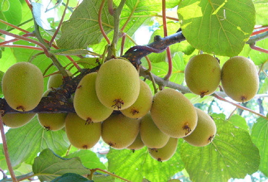 Kiwi fruit picking a surprise