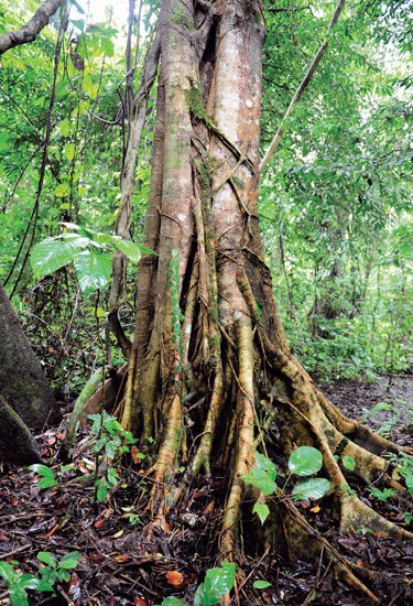 The mysterious tropical rainforest