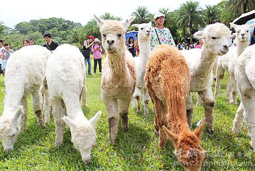 Be worthy of the name of the horse, commonly known as the alpaca, from South America