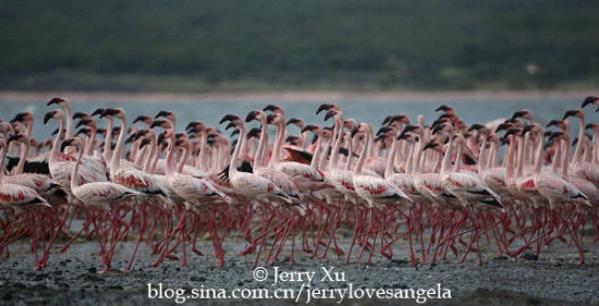 Bo, the Flamingo Lake
