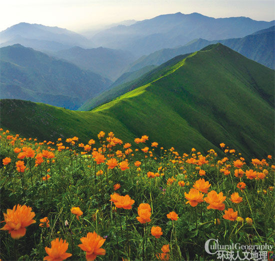 On the hillside of wild flowers in full bloom