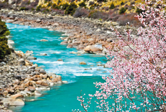 The Sichuan-Tibet highway Niyang River, peach blossom in full bloom