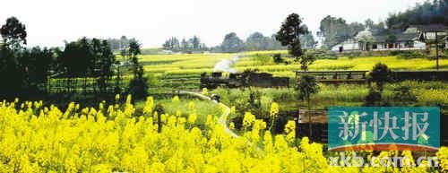 Beautiful rape flowers