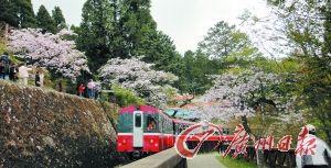 Sit on the train shuttle in the cherry trees, is very comfortable.
