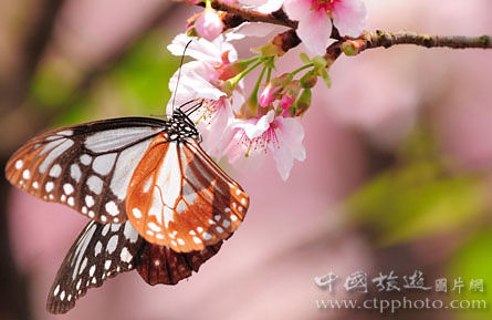 Fu butterfly to cherry (Zhang Xiuhuang photo)