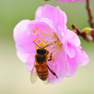 Flowers and spring