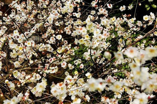 游梅园赏湖景逛老街无锡景点自驾一日游