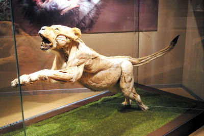万兽之王东北虎,非洲狮塑化标本亮相大连