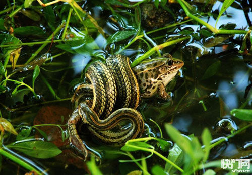 无锡斗山 生态改善引来上千白鹭