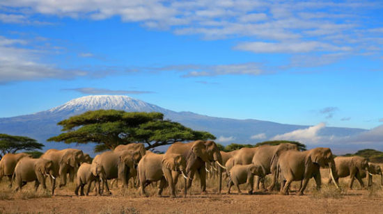 肯尼亚动物大迁徙 见证奇迹的时刻