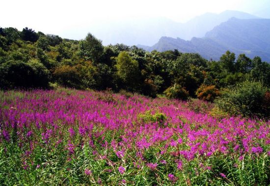 满花遍野万花山 花木兰的千年挂念